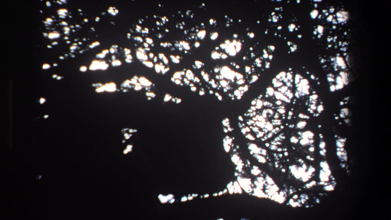 Backlit tree foliage in Pretoria, South Africa, 1969, seen as dark silhouettes against bright daylight on 8mm film.