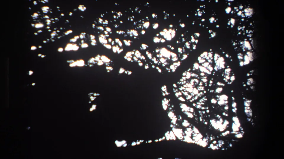 Backlit tree foliage in Pretoria, South Africa, 1969, seen as dark silhouettes against bright daylight on 8mm film.