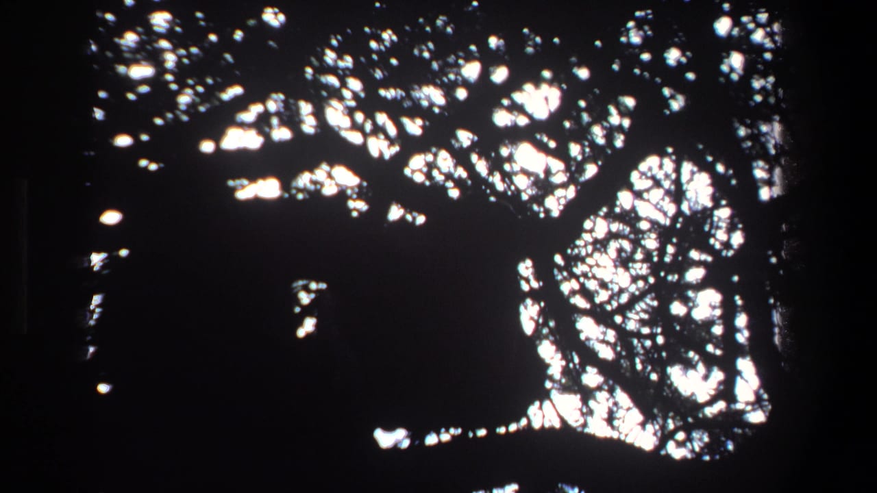 Backlit foliage forms dense dark shapes with bright sky showing through.
