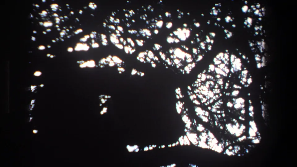 High-contrast 1969 Pretoria tree canopy, with leaves and branches silhouetted by strong daylight on vintage 8mm film.