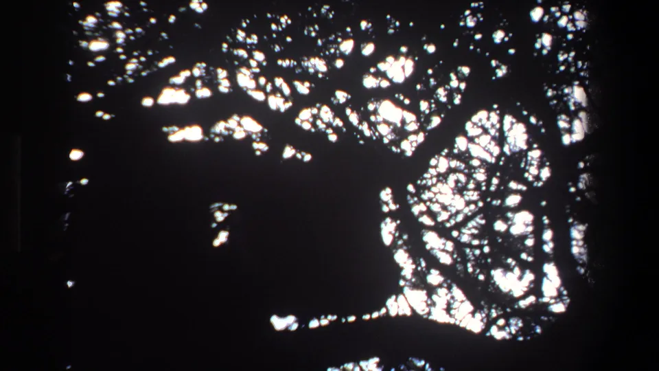 Pretoria 1969 home-movie frame showing silhouetted branches and leaves, with bright sky breaking through the canopy.