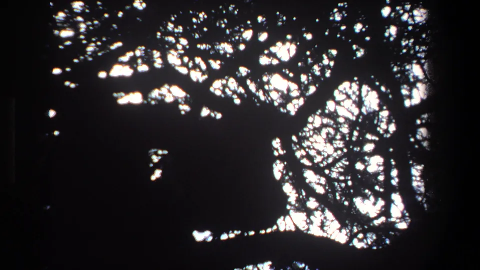 Vintage 8mm view of Pretoria foliage in 1969, with branches and leaves rendered as stark silhouettes against the sky.