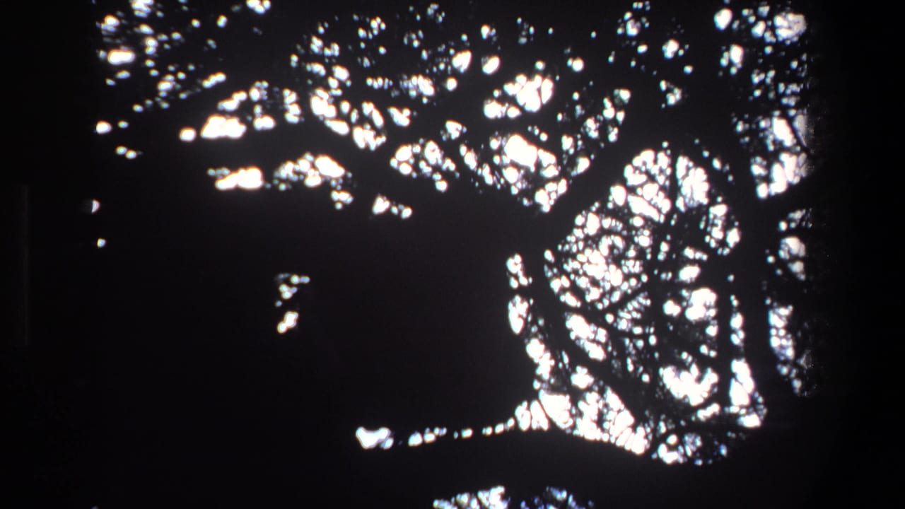 1969 Pretoria 8mm frame showing a partly hidden animal silhouette among dense tree branches against bright daylight.