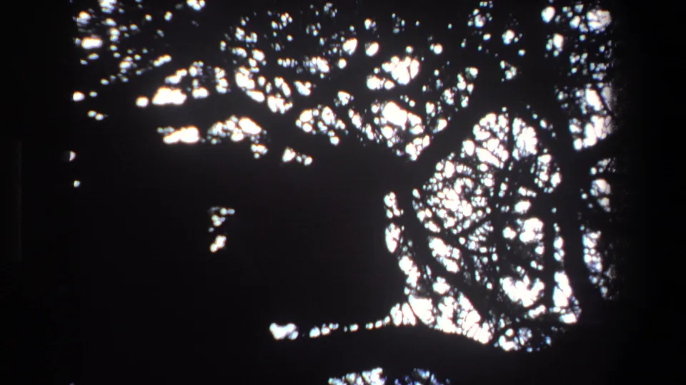 1969 Pretoria 8mm frame showing a partly hidden animal silhouette among dense tree branches against bright daylight.