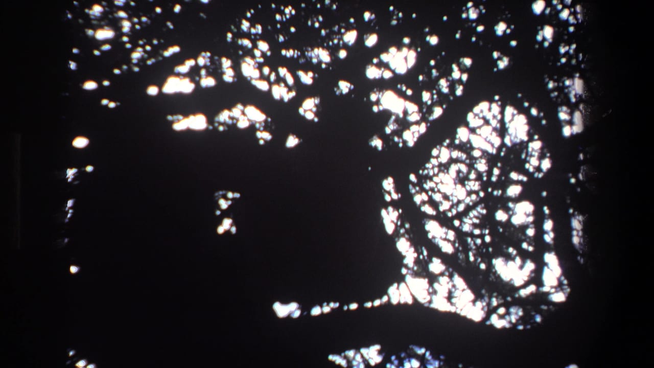 Backlit tree canopy with an obscured perched shape among dark branches.