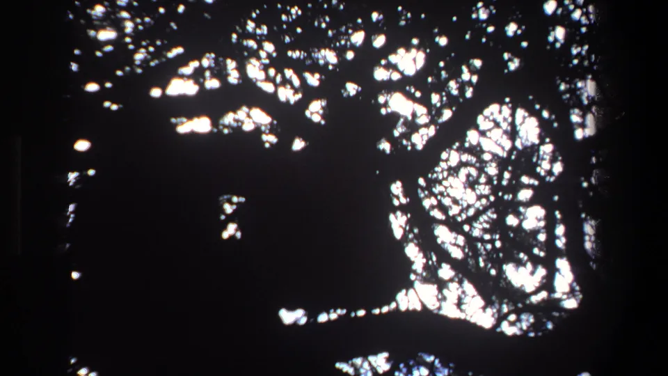 1969 Pretoria home-movie frame of a dark, indistinct animal shape perched or resting amid high tree branches.