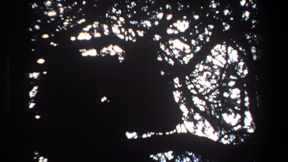 1969 Pretoria 8mm frame with dense dark branches and a faint, camouflaged animal silhouette against sunlit foliage.