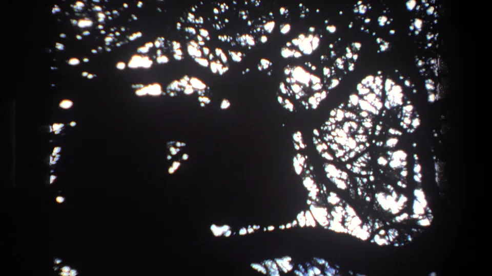 1969 Pretoria frame showing a small dark animal-like form concealed in a tall tree, filmed in grainy 8mm contrast.