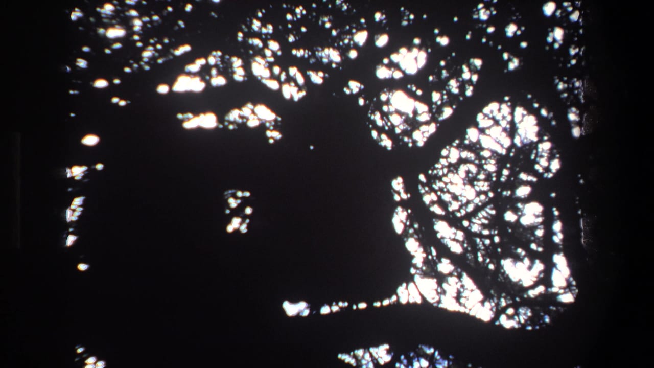 1969 Pretoria 8mm frame with dark tree silhouettes and bright sky gaps, likely before the wildlife becomes clearly visible.