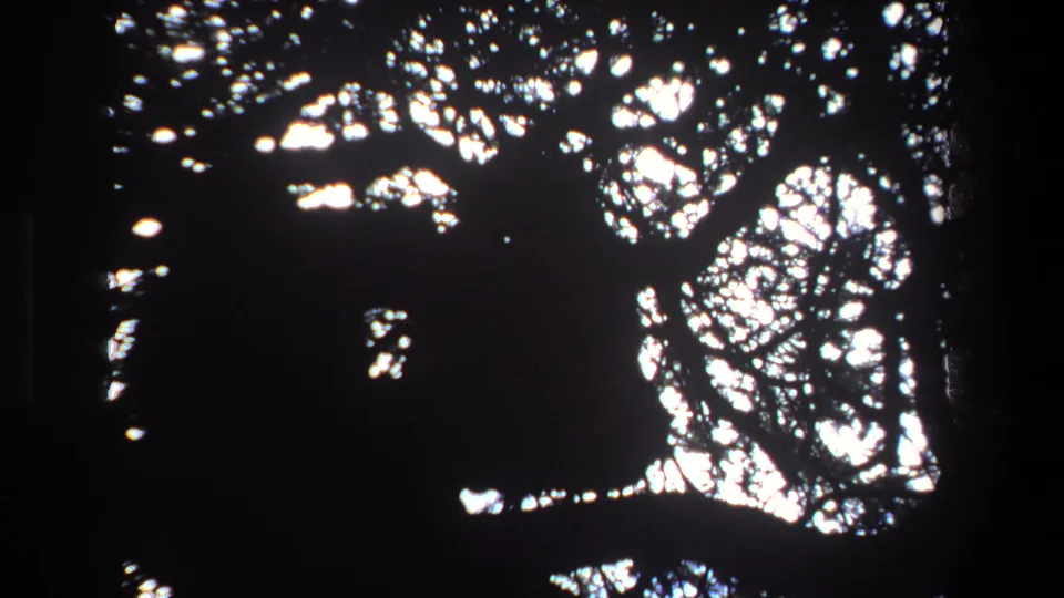 1969 Pretoria 8mm frame with dark tree silhouettes and bright sky gaps, likely before the wildlife becomes clearly visible.