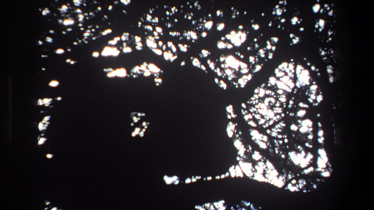 Dark tree canopy and bright sky openings framed by a black border.