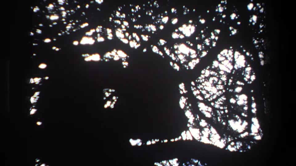 1969 Pretoria 8mm view of silhouetted branches and sky through a heavy dark edge, with no people or animals clearly visible.