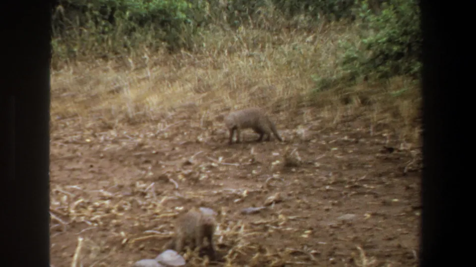 Two likely mongooses forage in a dry field near Pretoria in 1969, one closer to the camera and one farther back near tall grass.
