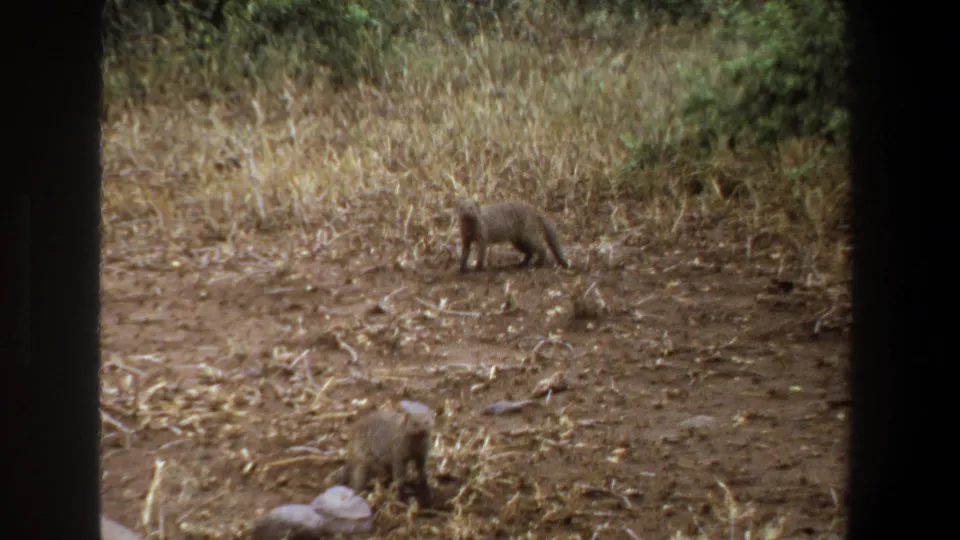 Likely mongooses forage in a dry Pretoria field in 1969, framed by a dark foreground edge with tall grass behind them.
