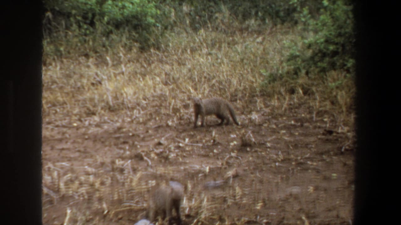 1969 Pretoria home-movie frame showing two mongoose-like animals foraging on dry earth beside straw-colored grass and green shrubs.