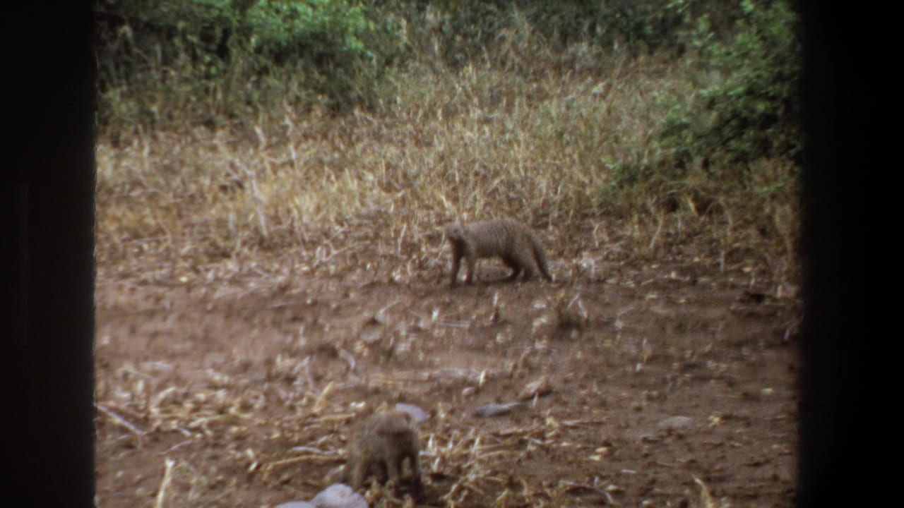 1969 Pretoria wildlife frame with one mongoose-like animal in profile and another partly visible below against dry grass and shrubs.