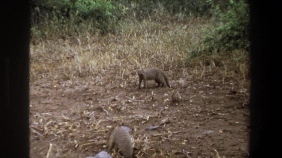 1969 Pretoria 8mm frame showing a mongoose-like animal moving over dry soil, with another animal blurred close to the camera.