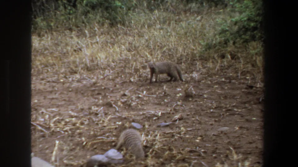1969 Pretoria home-movie frame with one mongoose-like animal near the grass line and another partly visible by rocks in the foreground.