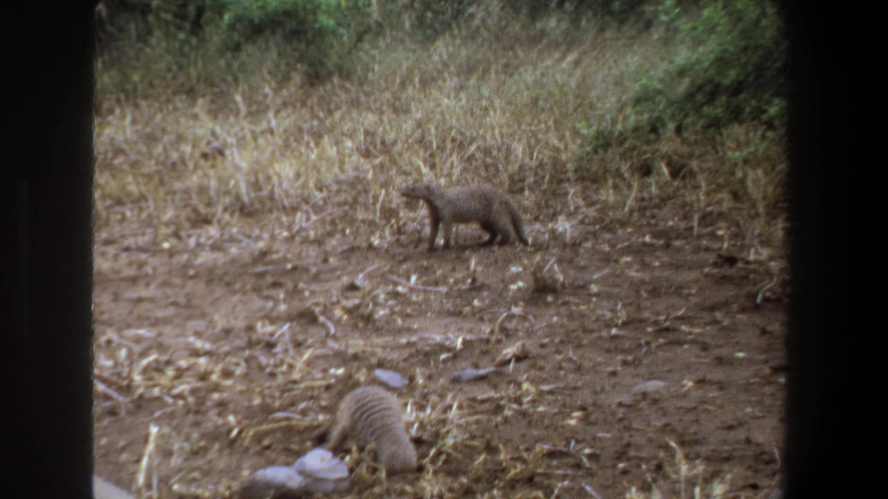 Two small mongoose forage on dry ground near Pretoria, South Africa, in 1969 home-movie footage with dark frame edges.
