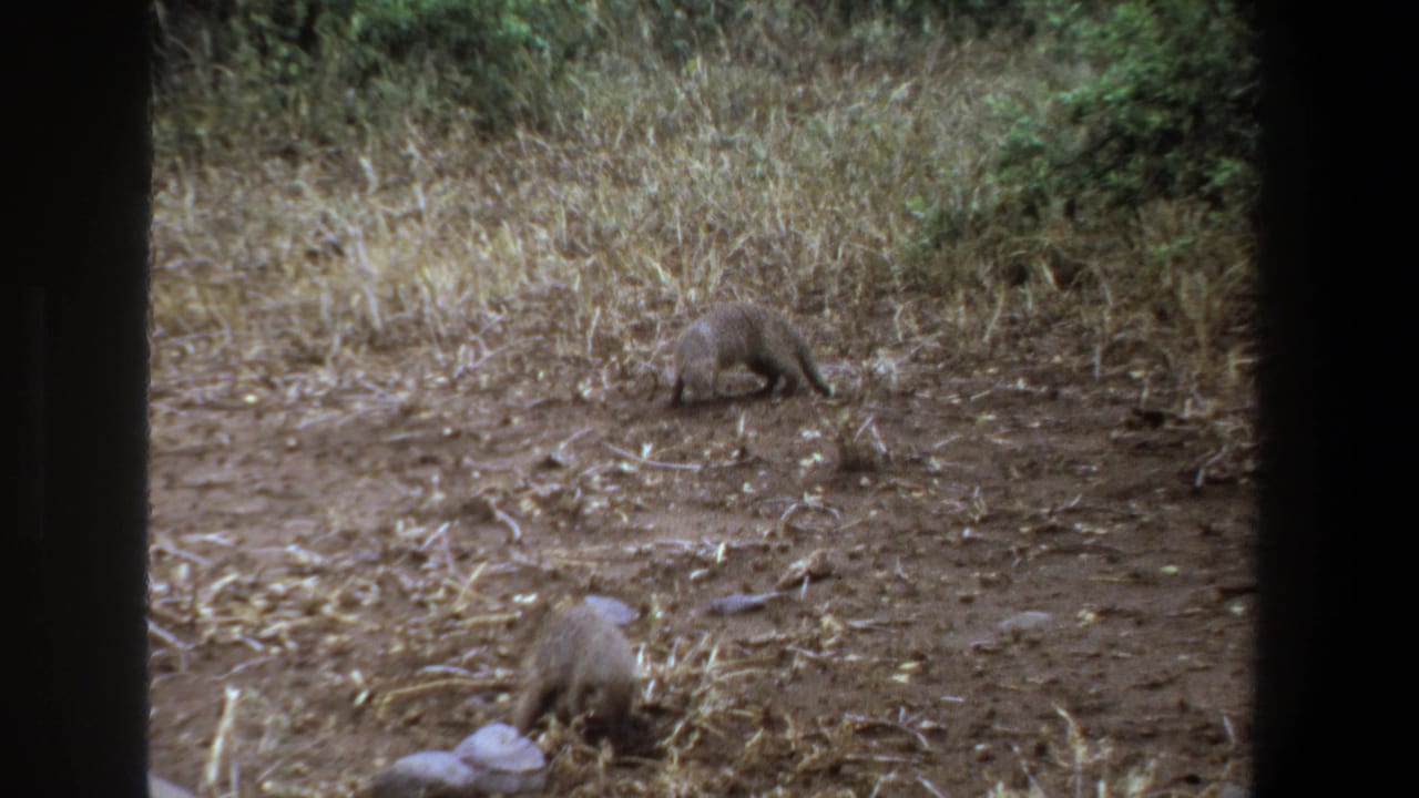 One mongoose stands near dry grass while another forages closer to the camera.