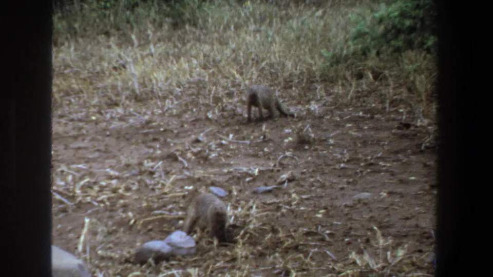 Two mongoose move through a dusty Pretoria setting, separated across the frame in grainy 1969 8mm footage.
