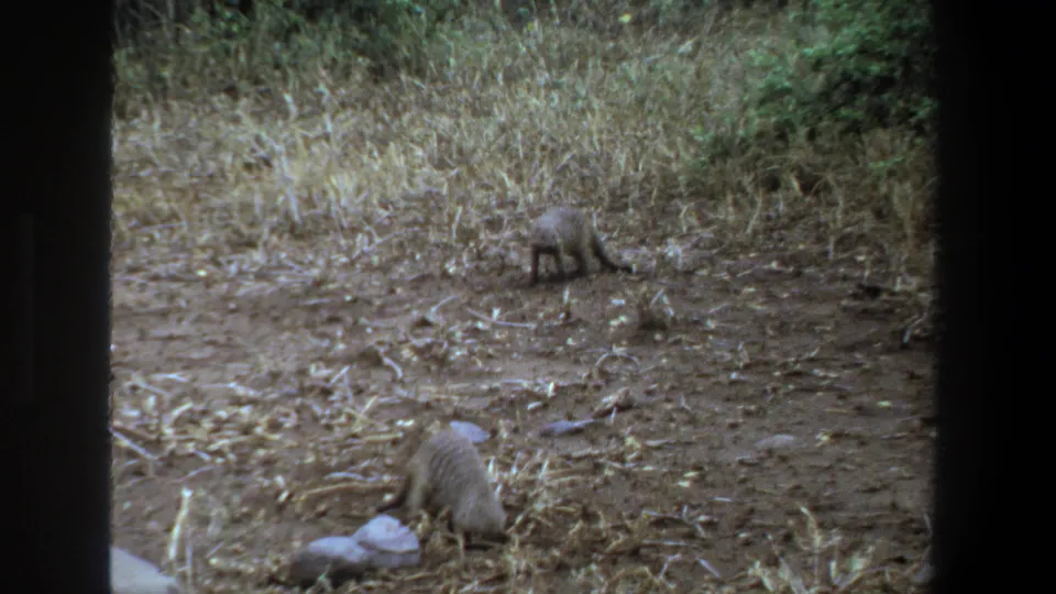 Two mongoose forage on dry ground near scattered rocks and grass in supported 1969 Pretoria home-movie footage.