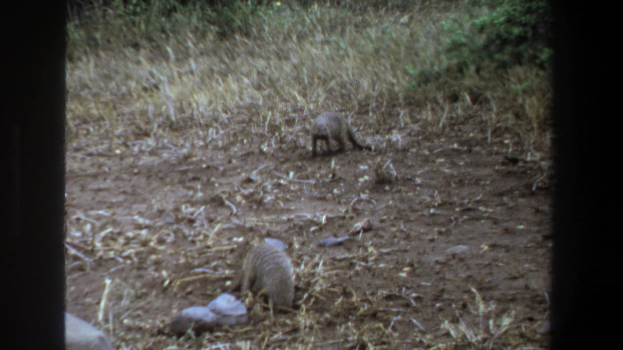 1969 Pretoria 8mm frame showing two small long-tailed animals foraging in dry scrub and bare dirt.