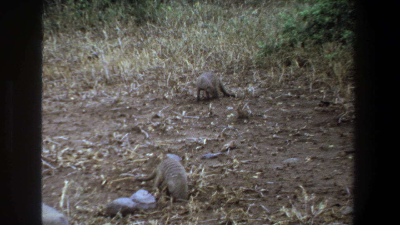 Small long-tailed animals forage in dry Pretoria scrub, seen through dark edge masking on 8mm film.