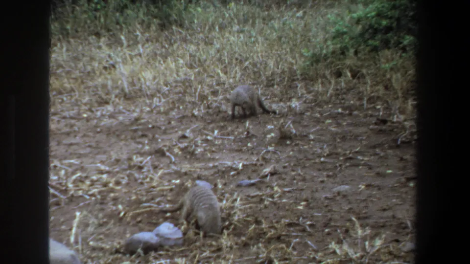 Small long-tailed animals forage in dry Pretoria scrub, seen through dark edge masking on 8mm film.