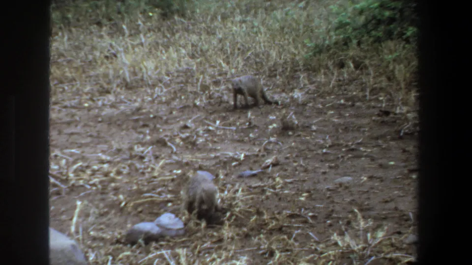 Pretoria home-movie frame with one small animal near foreground dirt and another farther back by dry grass.