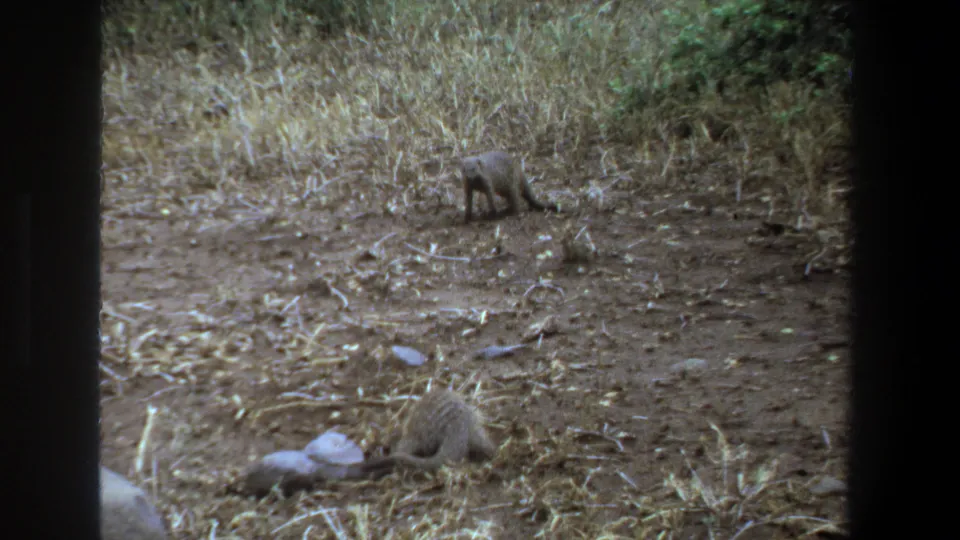 Late frame from 1969 Pretoria footage showing two small animals foraging in dry dirt and grass.
