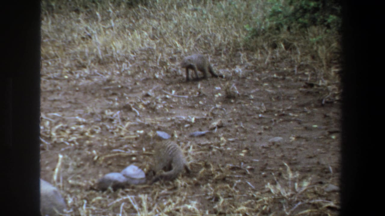 1969 Pretoria home-movie frame showing two likely mongooses in dry grass, with one foraging near rocks and another alert farther back.