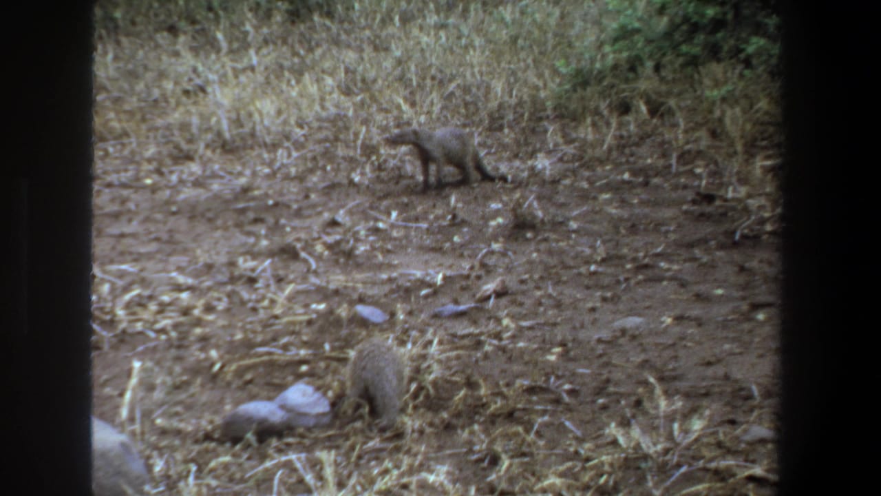 Small mammal near rocks in the foreground with another standing farther back in dry grass.