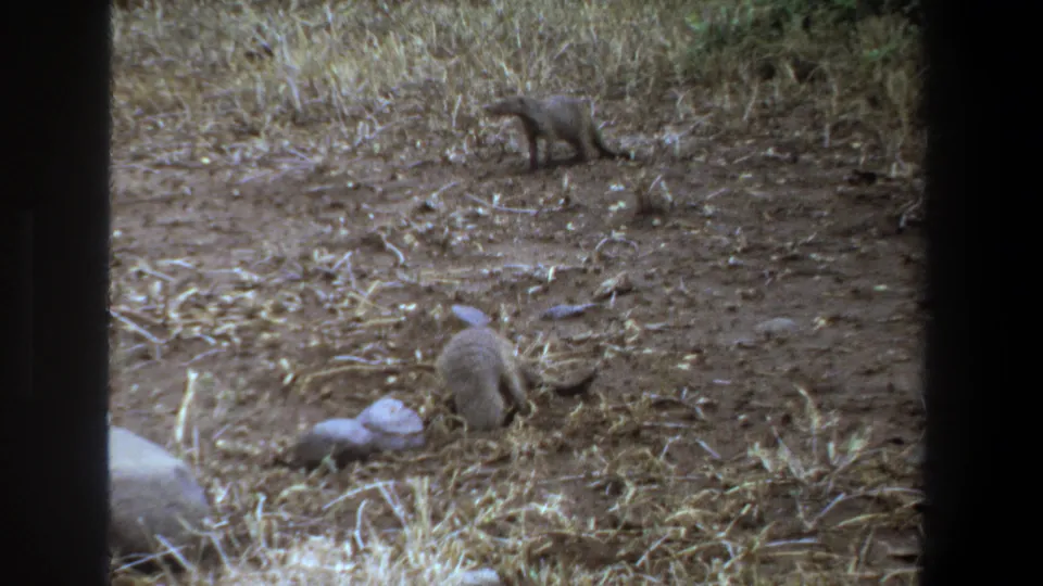 1969 Pretoria 8mm frame showing a likely mongoose in the foreground and another small mammal at the edge of dry vegetation.