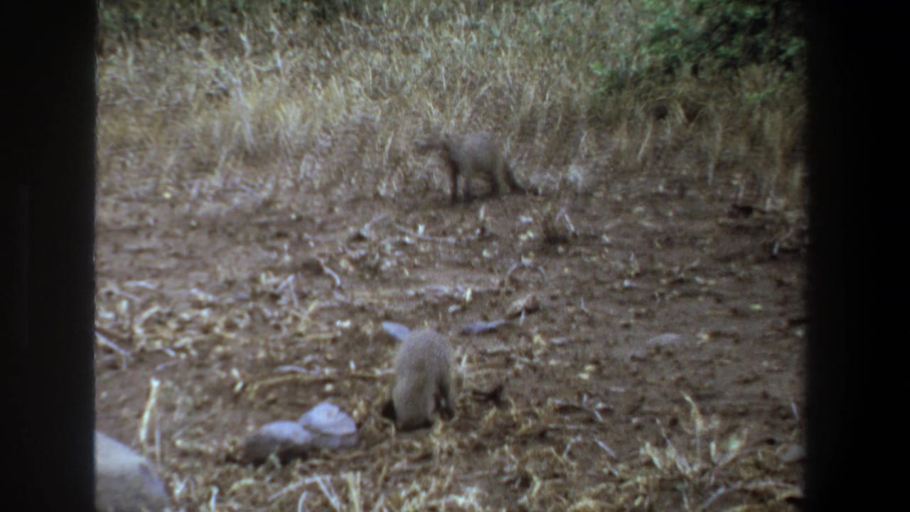 1969 Pretoria 8mm frame showing two mongooses in dry grass and dirt, viewed through a dark vertical frame.