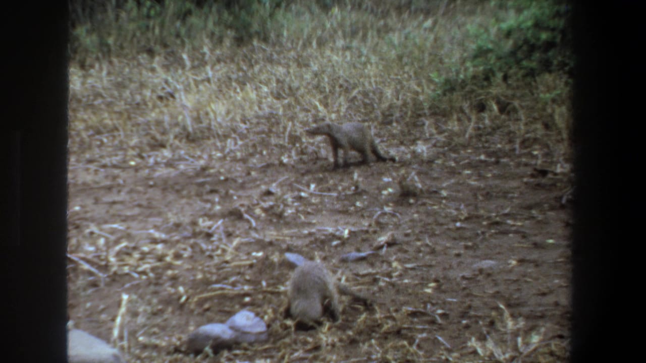 A mongoose digs in the foreground while another stands in the background.