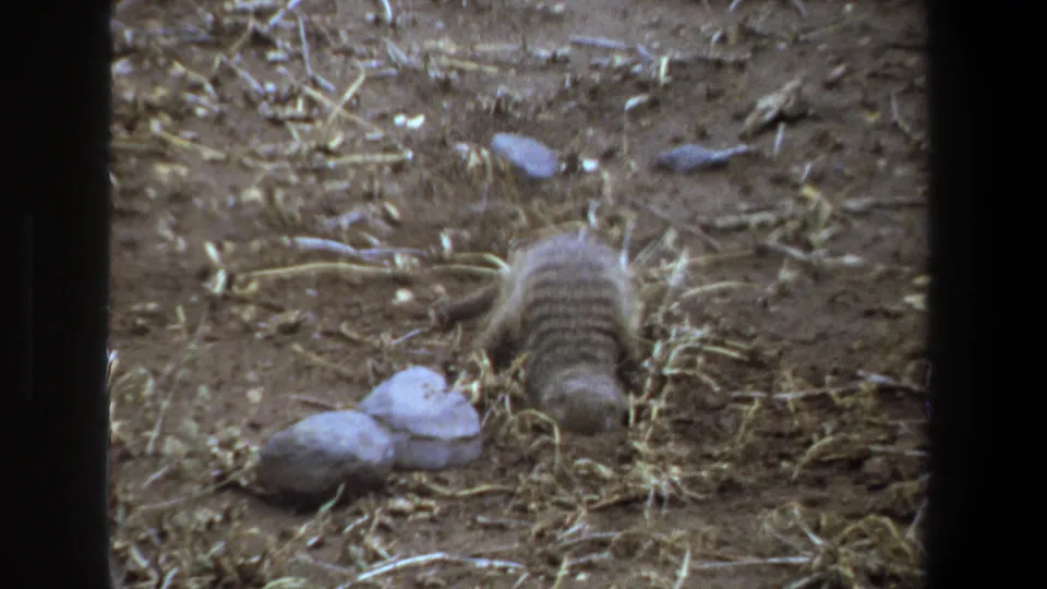 Closer 8mm view of a mongoose digging beside small rocks in a dry Pretoria field, with barred fur visible.