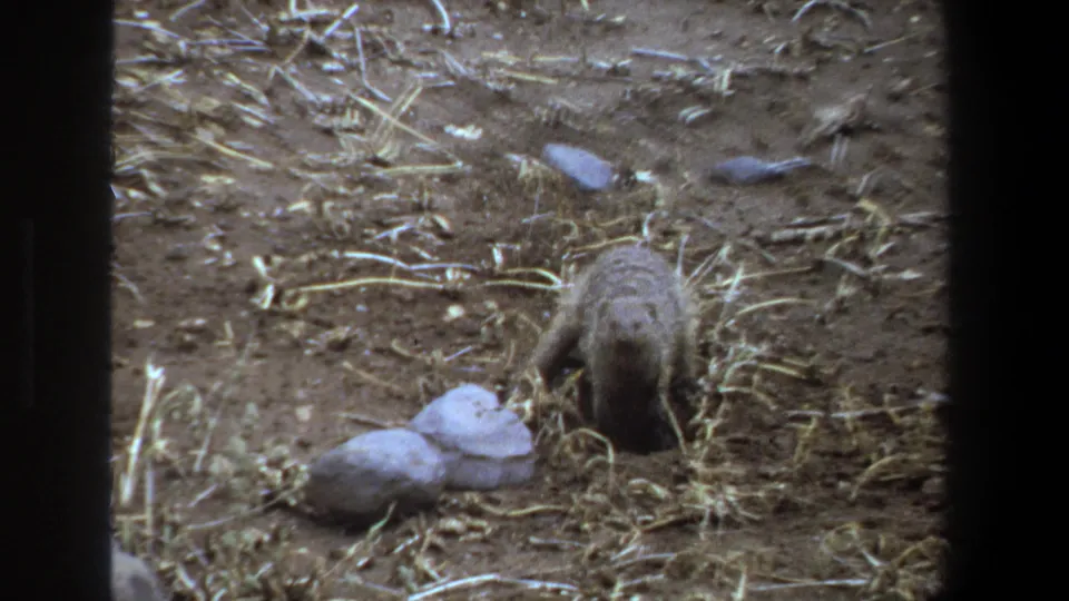 1969 Pretoria frame showing a mongoose close to camera, head lowered as it digs in dry soil near pale rocks.