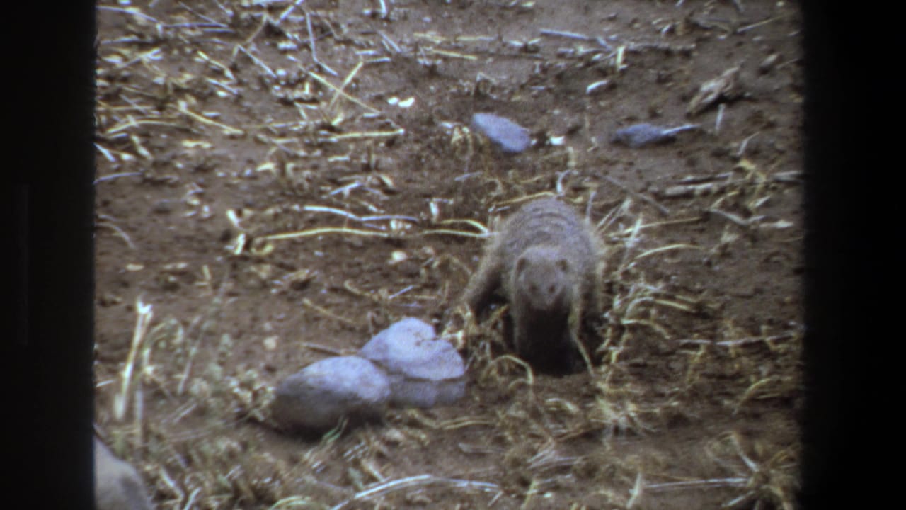 In supported 1969 Pretoria footage, a small striped mongoose faces forward on dry, straw-covered ground with stones nearby.