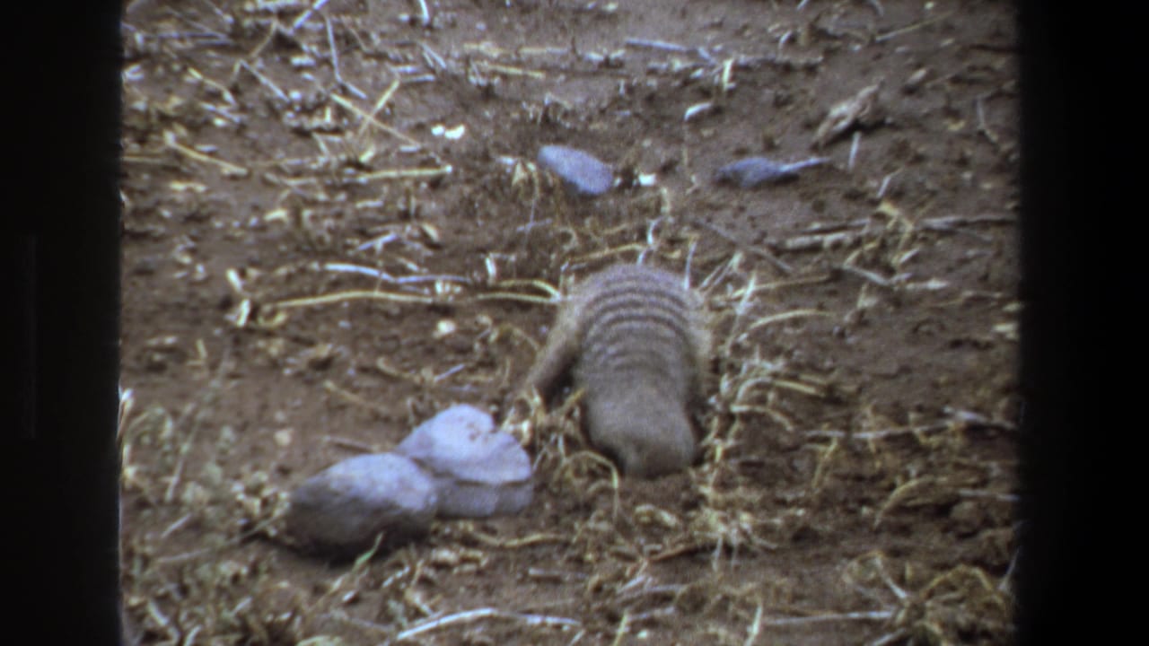 Striped mongoose turned away while digging into dry earth near pale stones.