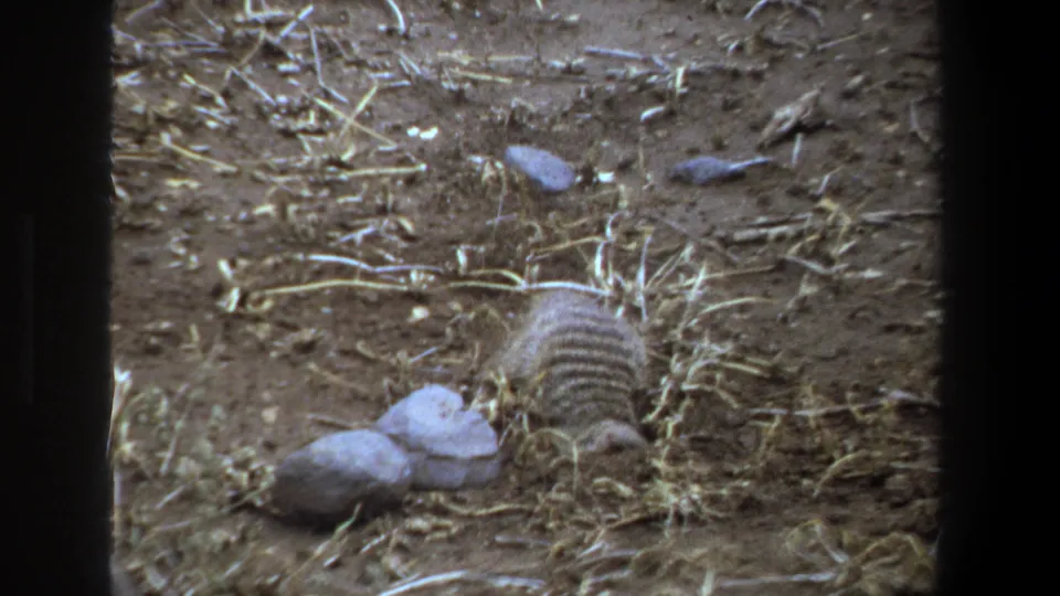 The mongoose crouches low in the 1969 Pretoria scene, its striped back visible as it forages in dry, straw-covered dirt.