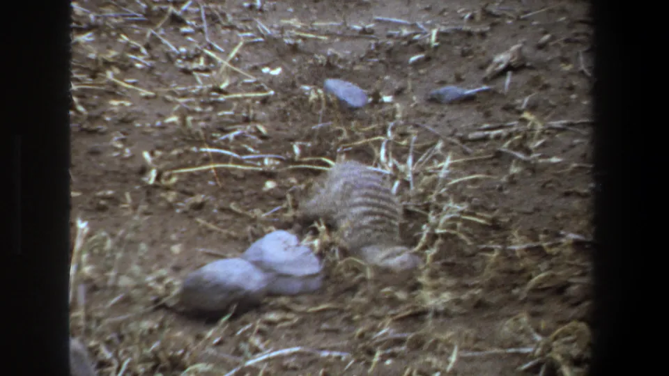 A striped mongoose bends toward the ground in supported 1969 Pretoria footage, surrounded by dry soil, straw and small rocks.
