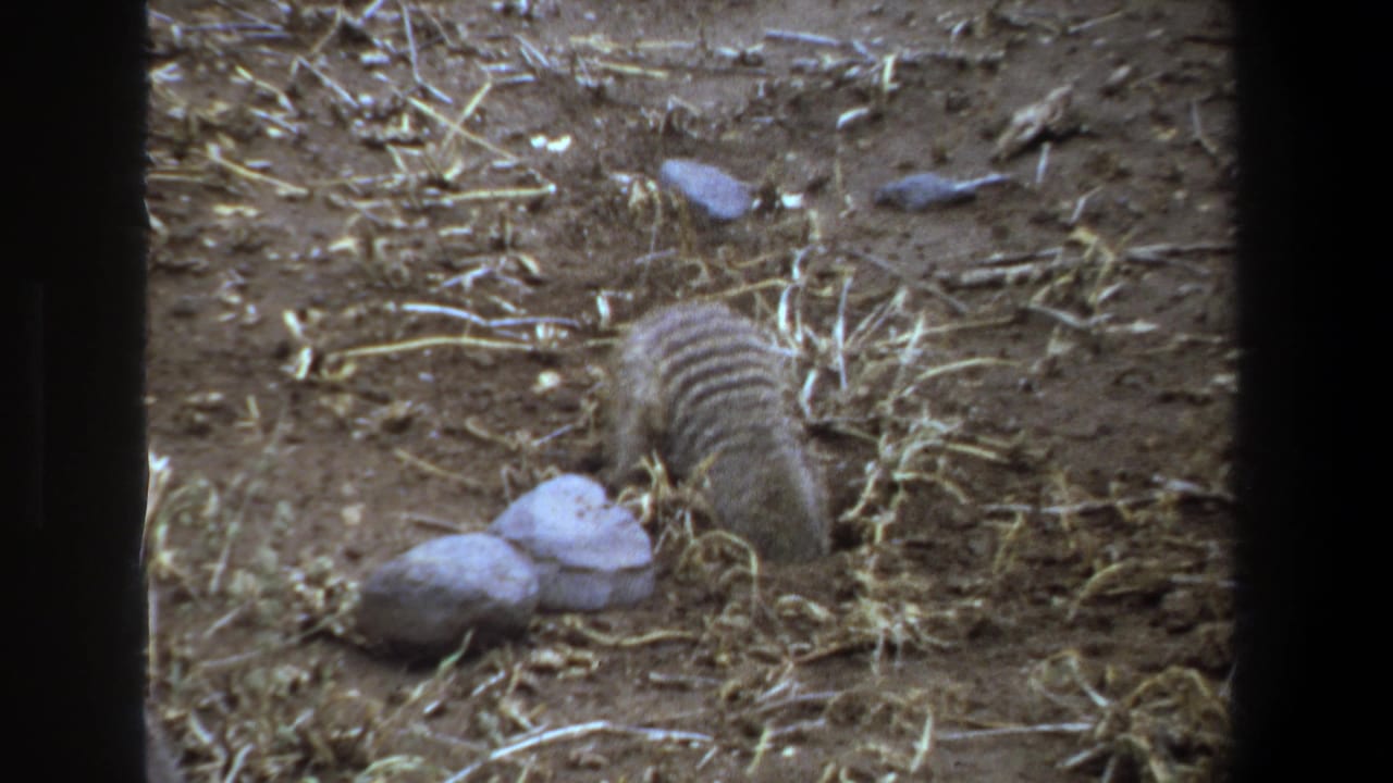 1969 Pretoria home-movie frame showing a small striped mammal foraging in dusty soil near pale stones and dry grass.