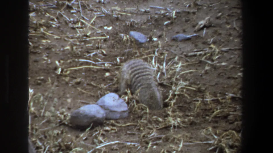 1969 Pretoria home-movie frame showing a small striped mammal foraging in dusty soil near pale stones and dry grass.