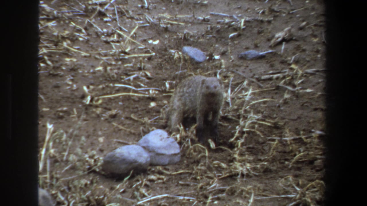 Small mammal facing away while foraging in dusty ground near rocks.