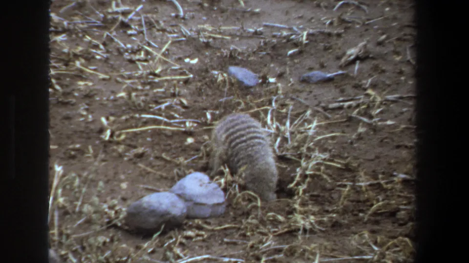 1969 Pretoria home-movie frame showing the striped back of a small mammal as it works the dry ground beside rocks.