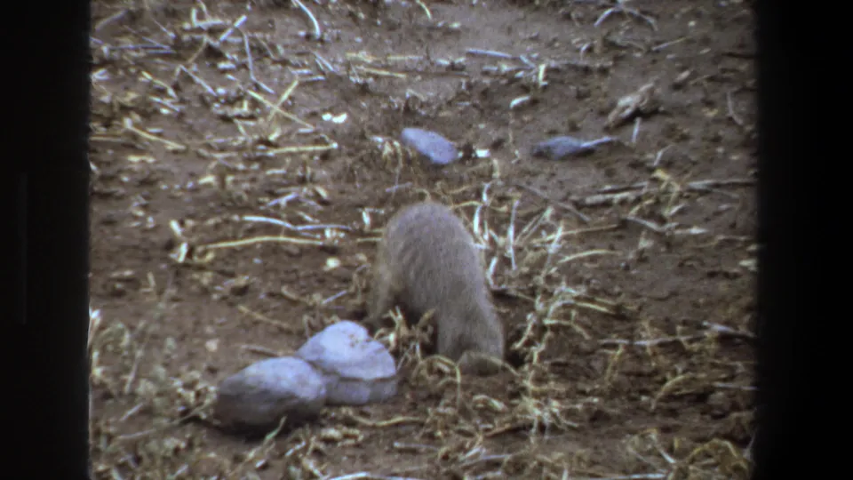 1969 Pretoria frame showing a small mammal crouched in dry earth, surrounded by scattered stones and straw-like vegetation.