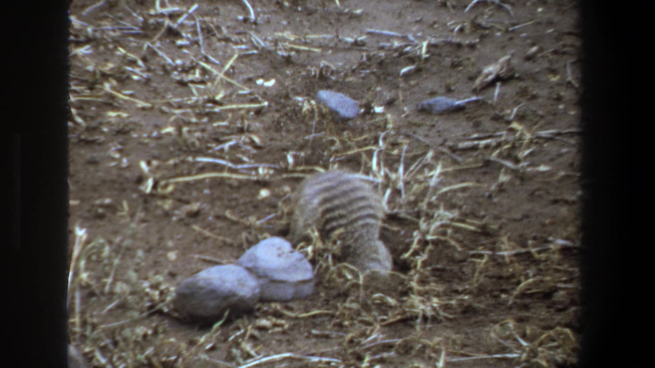 1969 Pretoria home-movie frame showing a meerkat-like mammal foraging in dry soil beside pale stones and scattered straw.