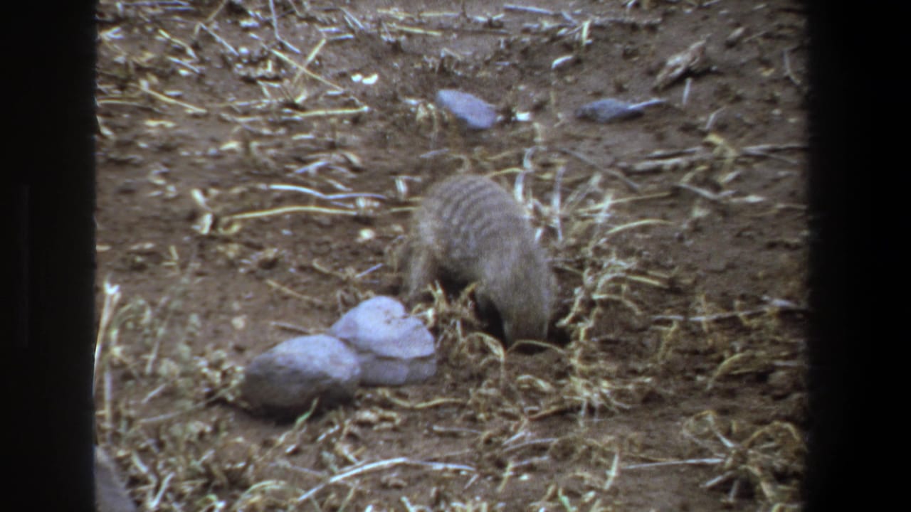 Small striped-backed mammal facing away while foraging in dusty ground.