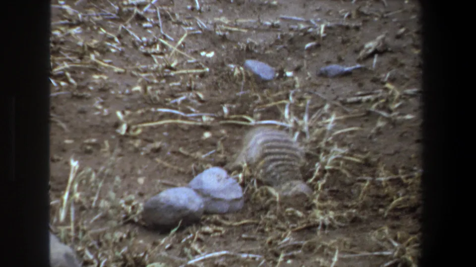 1969 Pretoria frame showing the meerkat-like animal low in the frame, foraging beside pale stones and straw-covered soil.